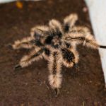 Fauna exótica y rentable: Animales únicos de Nicaragua llegan a Japón, Hong Kong y otros destinos Foto: Exportación de animales exóticos de Nicaragua