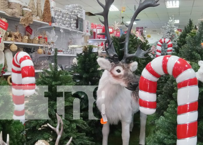 Foto: Mercados de Nicaragua llenos de adornos de Navidad / TN8 Foto: Mercados de Nicaragua llenos de adornos de Navidad / TN8