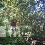 Zipline Canopy, una aventura única en Ometepe que tienes que experimentar Foto: Zipline tour, una aventura única para disfrutar en Ometepe / TN8