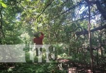 Zipline Canopy, una aventura única en Ometepe que tienes que experimentar Foto: Zipline tour, una aventura única para disfrutar en Ometepe / TN8