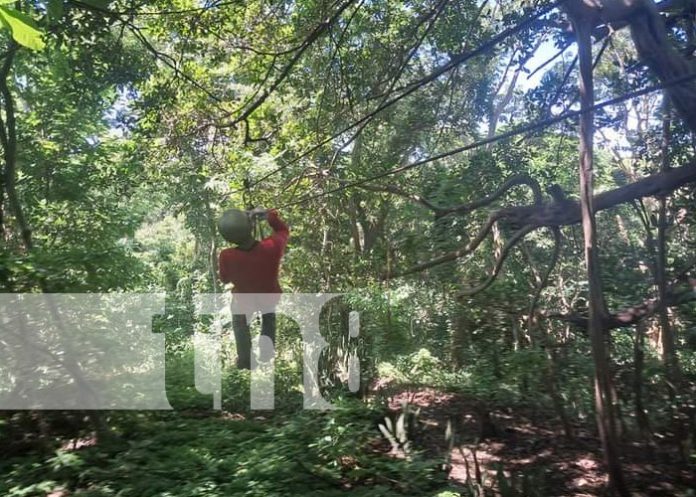 Foto: Zipline tour, una aventura única para disfrutar en Ometepe / TN8 Foto: Zipline tour, una aventura única para disfrutar en Ometepe / TN8