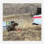 Oso demuestra su instinto salvaje al ser liberado Foto: Oso demuestra su instinto salvaje al ser liberado