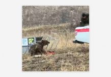 Oso demuestra su instinto salvaje al ser liberado Foto: Oso demuestra su instinto salvaje al ser liberado
