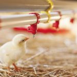 Primer caso de virus H5 de gripe aviar detectado en un humano en Canadá Foto: Primer caso de virus H5 de gripe aviar detectado en un humano en Canadá