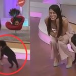 Perrito «se roba el show» tras atacar a una presentadora en pleno programa Foto: Perrito ataca a presentadora de TV /cortesía