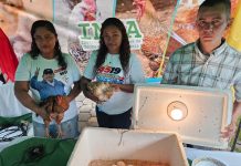 INTA presenta incubadora artesanal para mejorar la reproducción de aves de patio en Nicaragua