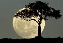 La última superluna del 2024 iluminará el cielo este noviembre Foto: La superluna de noviembre /cortesía