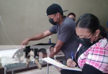 El Tecnológico de Nandaime realiza jornada quirúrgica «Patitas Saludables» Foto: Nandaime realiza jornada quirúrgica /TN8