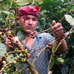 Jinotega, Matagalpa y Nueva Segovia lideran la producción de café en Nicaragua Foto: Jinotega, Matagalpa y Nueva Segovia lideran la producción de café en Nicaragua/ Cortesía
