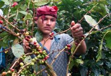 Jinotega, Matagalpa y Nueva Segovia lideran la producción de café en Nicaragua Foto: Jinotega, Matagalpa y Nueva Segovia lideran la producción de café en Nicaragua/ Cortesía