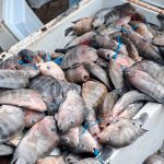 INPESCA fomenta la pesca responsable y protege los recursos pesqueros en Nicaragua Foto: INPESCA fomenta la pesca responsable y protege los recursos pesqueros en Nicaragua/ Cortesía