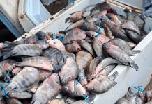 INPESCA fomenta la pesca responsable y protege los recursos pesqueros en Nicaragua Foto: INPESCA fomenta la pesca responsable y protege los recursos pesqueros en Nicaragua/ Cortesía