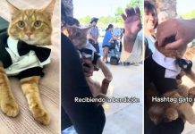 «Bendito sea el «gatito»: ¡Bautizó a su gato y lo hizo católico! Foto: ¡Bendito sea el "gatito"! /cortesía