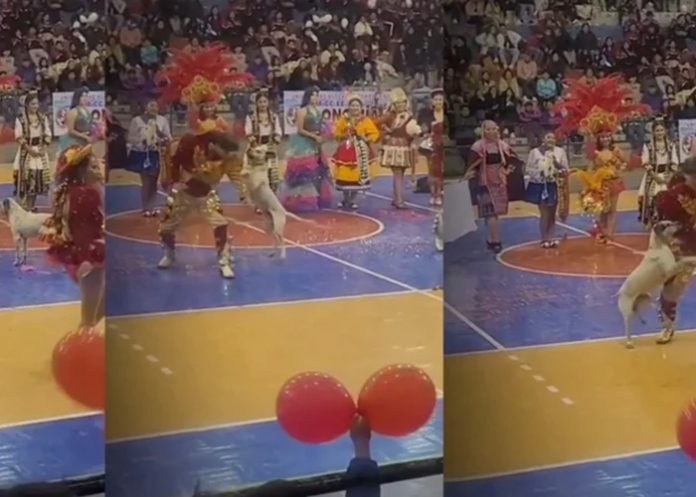 Foto: Perrito travieso /cortesía Foto: Perrito travieso /cortesía