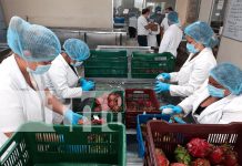 Nicaragua lidera exportación de pitahaya fresca en Centroamérica y EE.UU. Foto: Nicaragua lidera exportación de pitahaya fresca en Centroamérica y EE.UU./ Cortesía