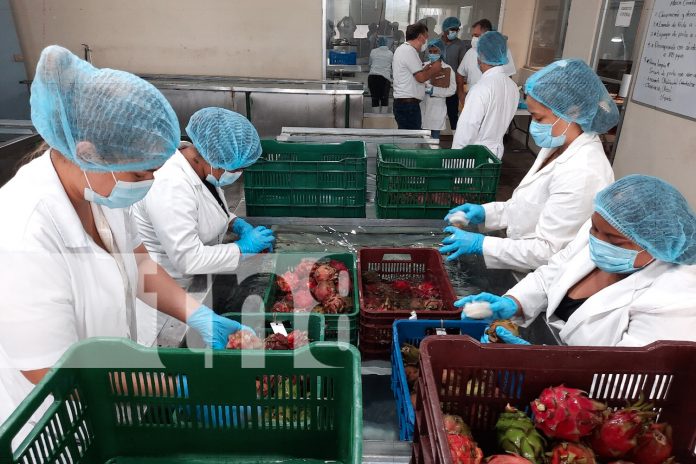 1 Foto: Nicaragua lidera exportación de pitahaya fresca en Centroamérica y EE.UU./ Cortesía