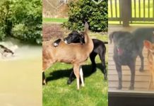 ¡Increíble! Perrito salvó a ciervo bebé de morir ahogado (VIDEO) Foto: Perrito salva a un ciervo /cortesía