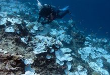 Descubren el Coral más grande del mundo en el océano pacífico Foto:el coral más grande del mundo en el suroeste del océano Pacifico/Cortesía