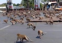 200 monos escapan y cercan la estación de policía en Tailandia Foto: 200 monos escapan y cercan la estación de policía en Tailandia