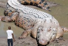 Fallece el cocodrilo «Casius» más grande del mundo Foto: El cocodrilo más grande del mundo, de 5,4 metros de largo fallece a sus 110 años /cortesía