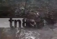 ¡Rivas! Hombre cae con su caballo en una zanja y casi muere aplastado Foto: Impactante rescate en el departamento de Rivas/TN8