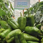 INTA revela avances en nueva variedad de chiltoma con alta tolerancia a plagas Foto: (INTA) llevó a cabo una significativa presentación de los resultados de investigación sobre la chiltoma/Cortesía