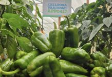 INTA revela avances en nueva variedad de chiltoma con alta tolerancia a plagas Foto: (INTA) llevó a cabo una significativa presentación de los resultados de investigación sobre la chiltoma/Cortesía