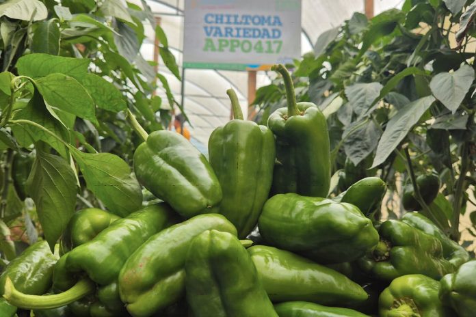 Foto: (INTA) llevó a cabo una significativa presentación de los resultados de investigación sobre la chiltoma/Cortesía Foto: (INTA) llevó a cabo una significativa presentación de los resultados de investigación sobre la chiltoma/Cortesía