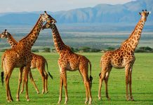 «Alarmante disminución» Jirafas en la lista de especies en peligro de extinción Foto: Las Jirafas en la lista de especies en peligro/Cortesía