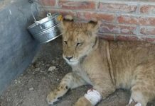 León africano es rescatado con signos de violencia en México Foto: León africano es rescatado con signos de violencia en México / Cortesía