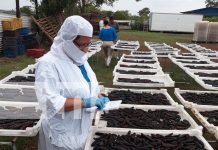 Aumento de exportaciones de productos pesqueros impulsa el sector acuícola de Nicaragua Foto:. productos de la pesca y acuicultura de Nicaragua/Cortesía