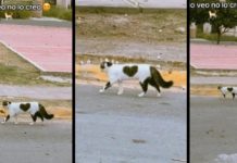 Gatita con un corazón en su pelaje se viraliza en redes sociales Foto: Gatita se viraliza /cortesía