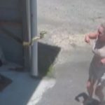 Con los pelos de punta quedó una mujer al caerle una pitón tras abrir su garaje Foto: El susto de una mujer /cortesía