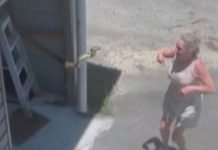 Con los pelos de punta quedó una mujer al caerle una pitón tras abrir su garaje Foto: El susto de una mujer /cortesía