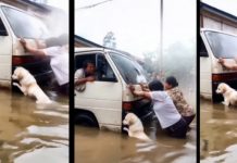 Perrito se viraliza tras ayudar a empujar un camioncito Foto: El perrito que empuja autos /cortesía