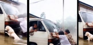 Foto: El perrito que empuja autos /cortesía