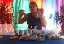 Productos tradicionales destacan en la feria navideña de Ometepe Foto: Productos tradicionales destacan en la feria navideña de Ometepe/TN8