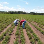 Nicaragua exporta 88.4 mil toneladas de maní a mercados internacionales Foto: IPSA ha lanzado una campaña fitosanitaria permanente en Nicaragua/Cortesía