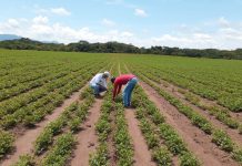 Nicaragua exporta 88.4 mil toneladas de maní a mercados internacionales Foto: IPSA ha lanzado una campaña fitosanitaria permanente en Nicaragua/Cortesía
