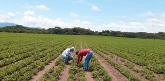 Foto: IPSA ha lanzado una campaña fitosanitaria permanente en Nicaragua/Cortesía