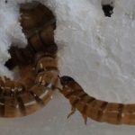 Gusano podría ayudar a combatir la contaminación por plástico Foto: Gusano podría ayudar a combatir la contaminación por plástico