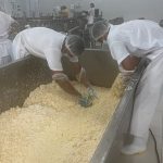 Producción de queso en Nicaragua alcanza 141.3 millones de libras en 2024, impulsando la economía nacional