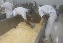Producción de queso en Nicaragua alcanza 141.3 millones de libras en 2024, impulsando la economía nacional