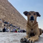 Perros callejeros de las pirámides: una nueva atracción en Egipto Foto: Perros callejeros de las pirámides: una nueva atracción en Egipto