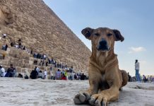 Perros callejeros de las pirámides: una nueva atracción en Egipto Foto: Perros callejeros de las pirámides: una nueva atracción en Egipto