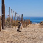 Un hombre fue condenado por condenado por matar 240 pingüinos en Argentina Foto: un hombre fue condenado por condenado por matar 240 pingüinos en Argentina
