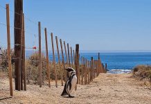 Un hombre fue condenado por condenado por matar 240 pingüinos en Argentina Foto: un hombre fue condenado por condenado por matar 240 pingüinos en Argentina