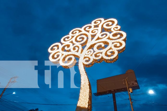 Foto: El árbol amarillo en Nejapa representa la vida, la luz y el legado de los héroes que ofrendaron sus vidas por la libertad de Nicaragua./TN8 Foto: El árbol amarillo en Nejapa representa la vida, la luz y el legado de los héroes que ofrendaron sus vidas por la libertad de Nicaragua./TN8