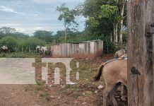 Joven de 21 años sobrevive a disparo de escopeta en el Caribe Sur Foto: Joven de 21 años sobrevive a disparo de escopeta en el Caribe Sur/TN8