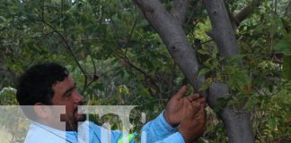 Foto: Este año, más de 1,500 iguanas han sido reintroducidas en su hábitat natural gracias a la colaboración entre PROINCO y MARENA /TN8